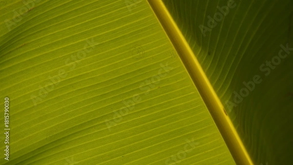 Obraz banana leaf background