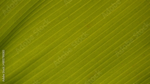 Obraz green leaf background