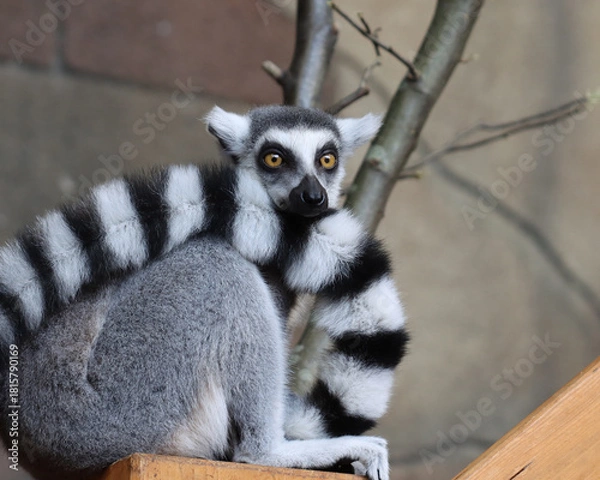 Obraz Katta - Ring-tailed Lemur - Lemur catta