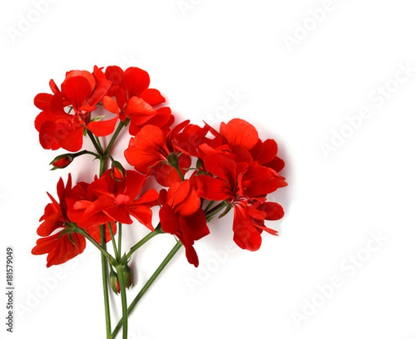Fototapeta Geranium red flower bright color on white background