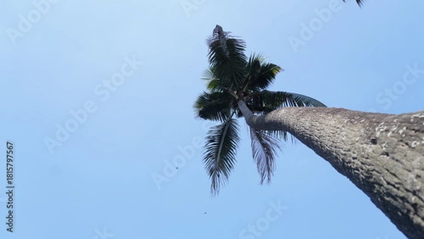 Obraz palm tree against blue sky