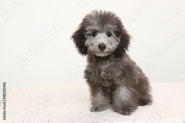 Obraz トイプードルの仔犬