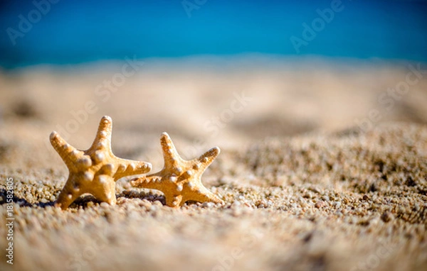 Fototapeta Two orange starfish lie on the seashore 