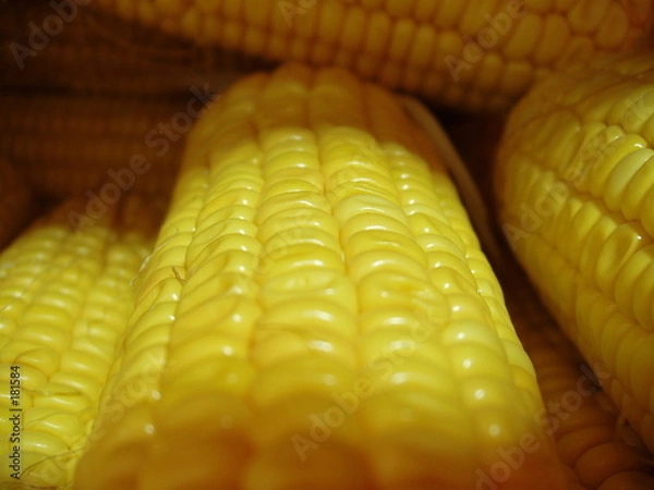 Fototapeta corn