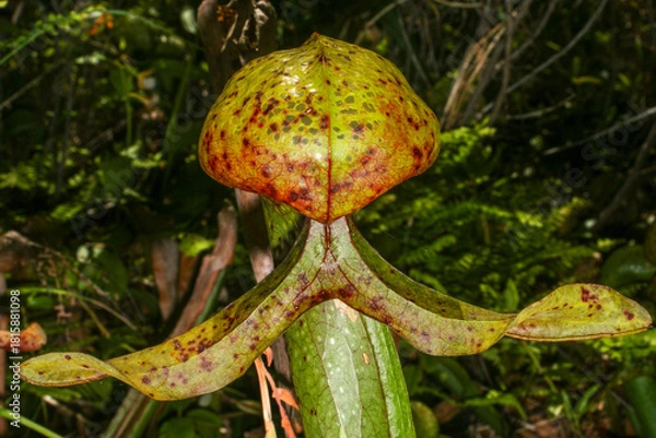 Obraz Close-up of a mature Cobra Lily (Darlingtonia californica) pitcher with split tongue, Northern California