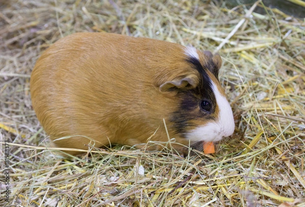 Fototapeta Морская свинка