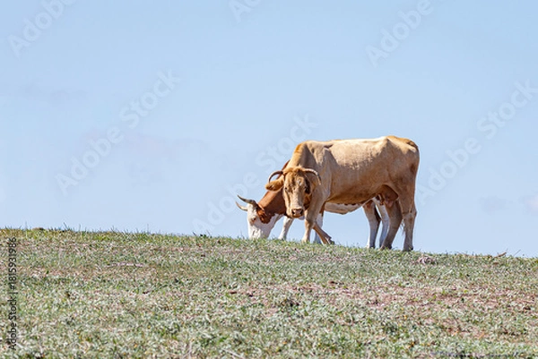 Obraz Two cows in the field