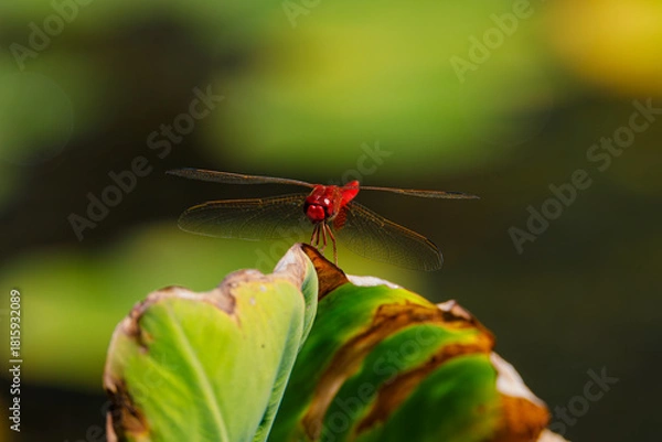 Obraz red dragonfly on a green leaf	
