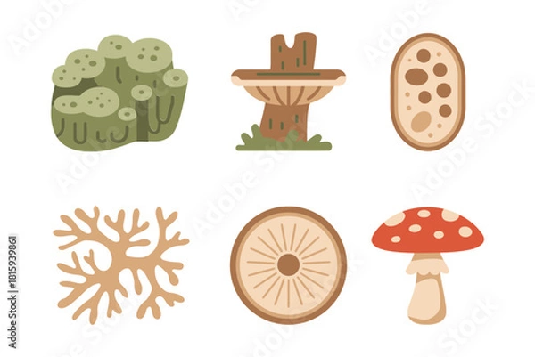 Fototapeta Mycology and fungi icons, detailed mushrooms, toadstools, spores, mycelium, plant root system, natural science vector set.