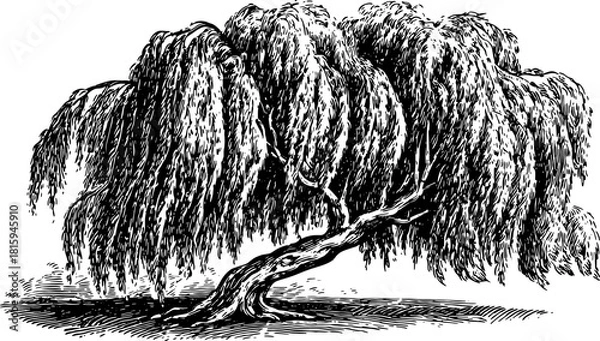 Fototapeta Weeping tree outline in black and white. Vintage set of vector illustrations depicting the botanical subject.