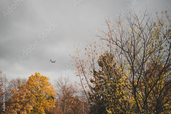 Obraz tree in the fog