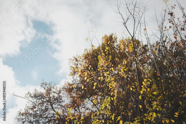 Obraz tree branches against the sky