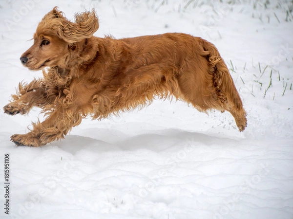 Fototapeta happy dog cocker spaniel in the snow