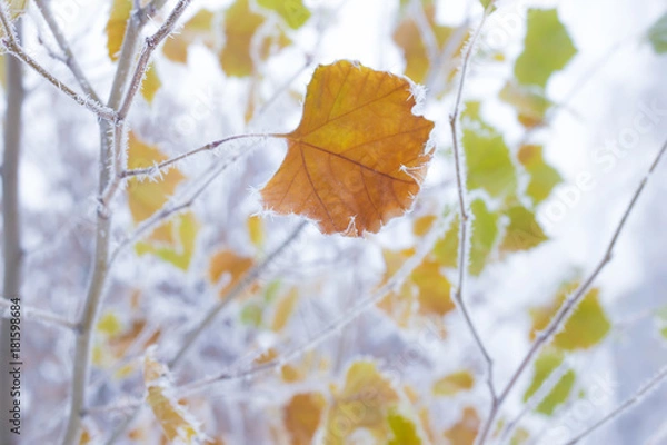 Obraz Autumn meets winter