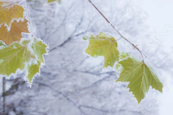 Obraz Autumn meets winter