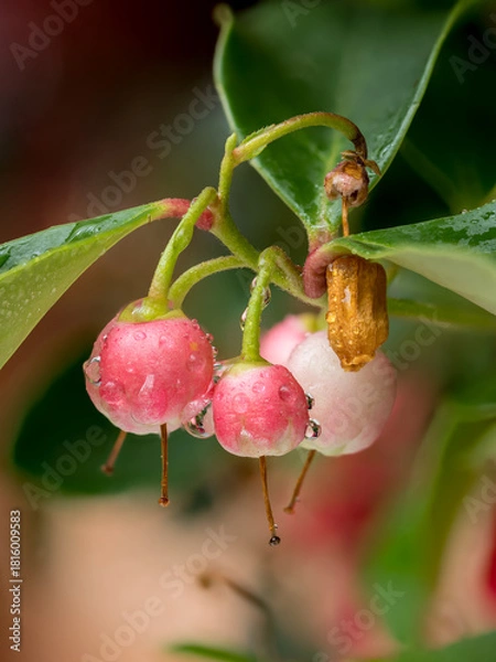 Fototapeta Gaultheria procumbens L., an evergreen plant from the heather family with small fruits and bell-shaped, pink flowers