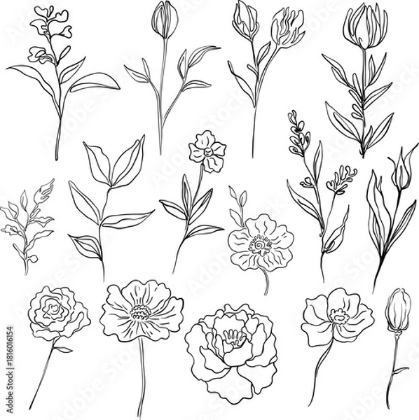 Obraz flower line drawing