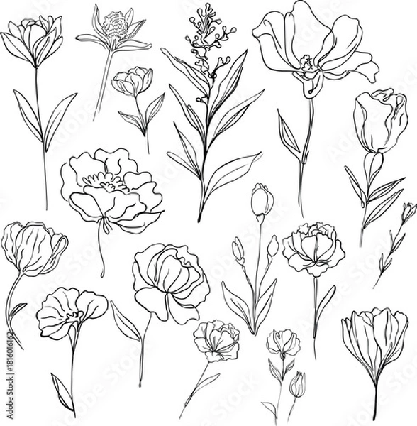 Obraz flower line drawing
