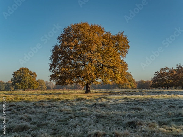 Obraz English Autumn colour