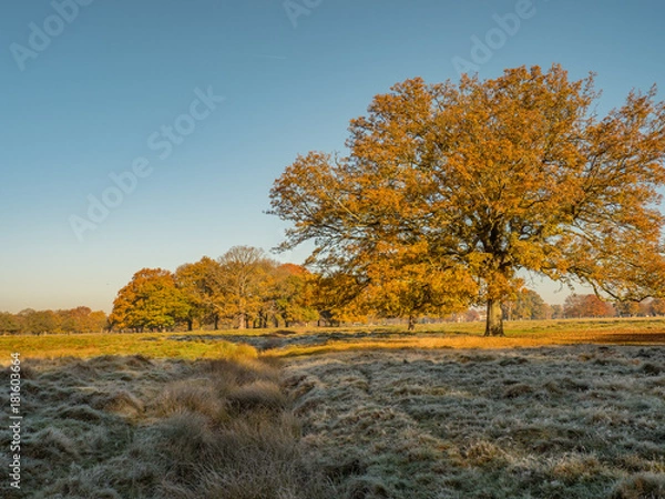 Obraz English Autumn colour