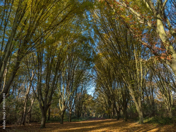 Obraz English Autumn colour