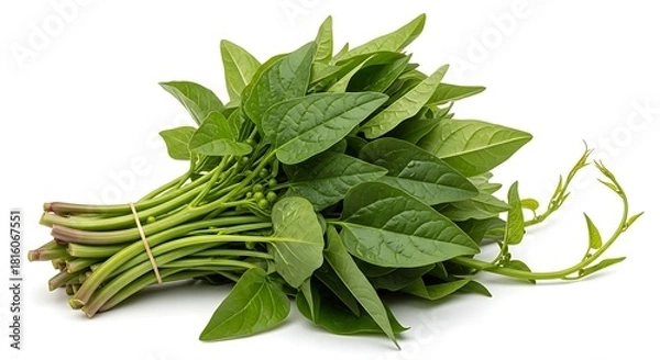 Obraz Fresh green vine spinach leaves and stems tied with a rubber band on a white background image