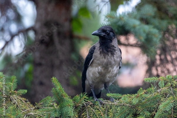 Obraz Hooded Crow.
