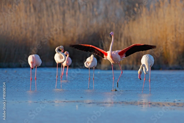 Obraz Stado Greater Flamingo, Phoenicopterus Ruber, Ładny różowy ptak, tańczący w wodzie, zwierzę w siedlisku przyrody. Błękitne niebo i chmury, Włochy, Europa. Krajobraz z Flamingos.
