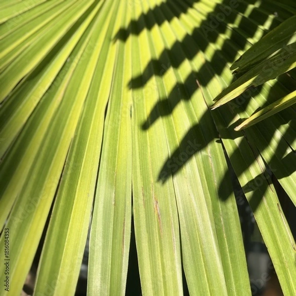 Fototapeta Green palm leaf with shadows from another leaf