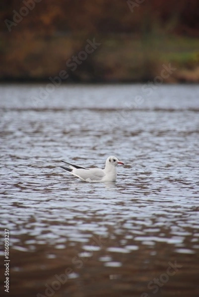 Fototapeta The seagull is flying on the river in the distance.