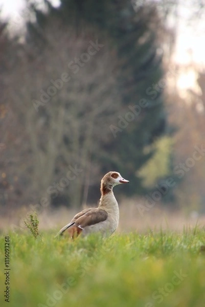 Fototapeta A wild goose is grazing in a meadow.