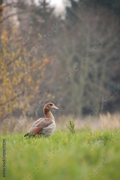 Fototapeta A wild goose is grazing in a meadow.