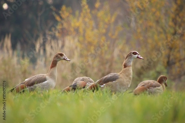 Fototapeta A flock of wild geese is grazing in a meadow.