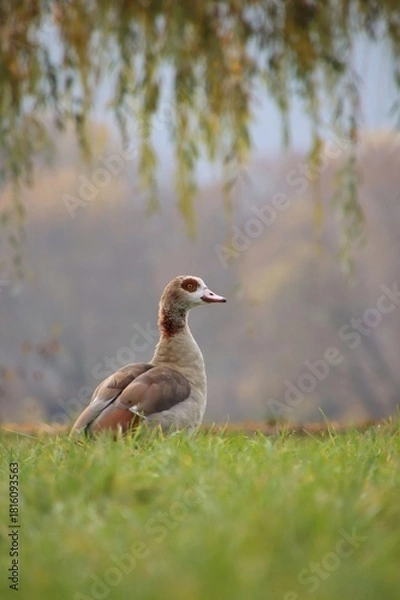 Fototapeta A wild goose is grazing in a meadow.