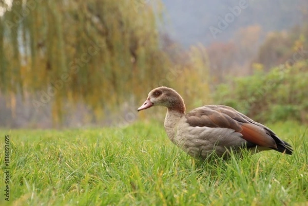 Fototapeta A wild goose is grazing in a meadow.