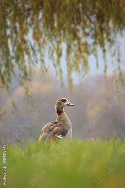 Fototapeta A wild goose is grazing in a meadow.