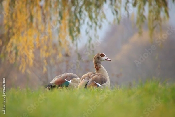 Fototapeta A flock of wild geese is grazing in a meadow.