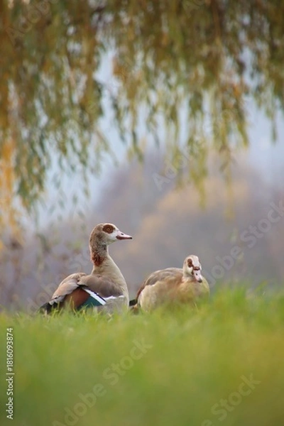 Fototapeta A flock of wild geese is grazing in a meadow.