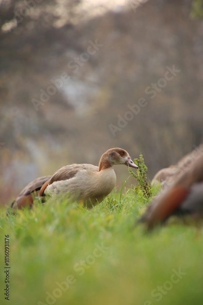 Fototapeta A flock of wild geese is grazing in a meadow.