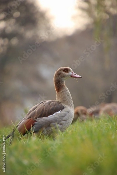 Fototapeta A flock of wild geese is grazing in a meadow.