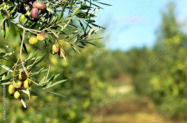Obraz Oliwki na gałęzi.