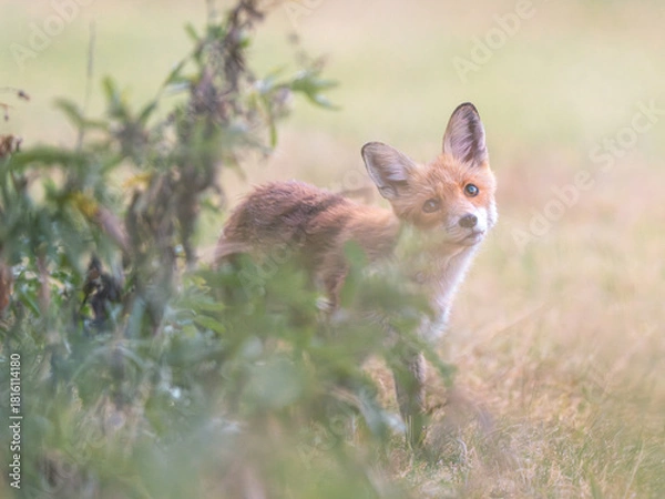 Fototapeta Młody lis pospolity ukryty w trawie na tle rozmytego, naturalnego krajobrazu