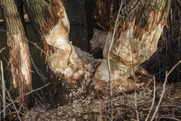 Fototapeta Ślady żerowania bobrów