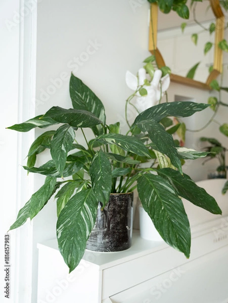 Fototapeta Skrzydłokwiat 