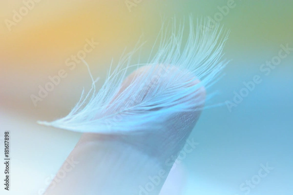 Obraz Feather on a finger