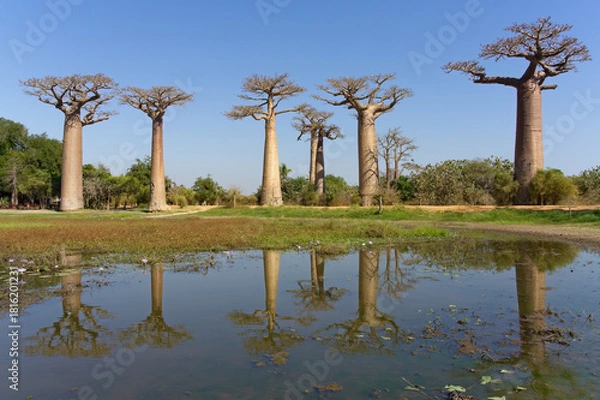 Fototapeta baobab avenue from the pond