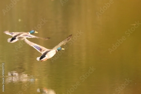 Obraz A flock of Mallard ducks (Anas platyrhynchos) flying low over a pond. The blue 'speculum' feather is visible on their wings.