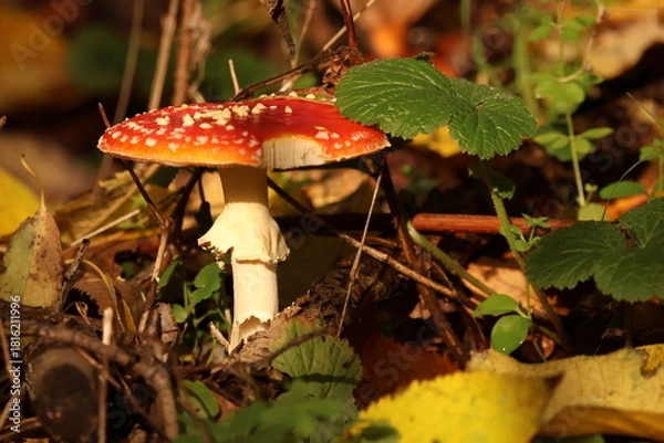 Obraz A classic red Fly Agaric (Amanita muscaria) toadstool, illuminated by sunlight on a leafy autumn forest floor.
