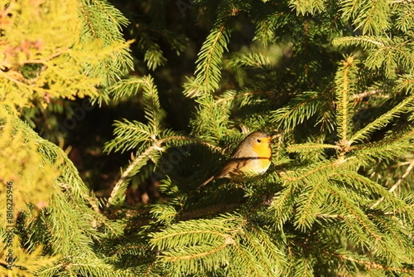 Obraz A beautiful European Robin (Erithacus rubecula) perches inside a dense, green fir tree, illuminated by warm sunlight. This popular garden bird is known for its bright orange breast.