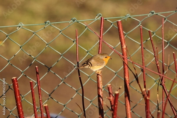 Obraz A beautiful European Robin (Erithacus rubecula) perches on a vibrant red dogwood branch in a garden, with a chain-link fence and soft bokeh background. Robins are fiercely territorial.